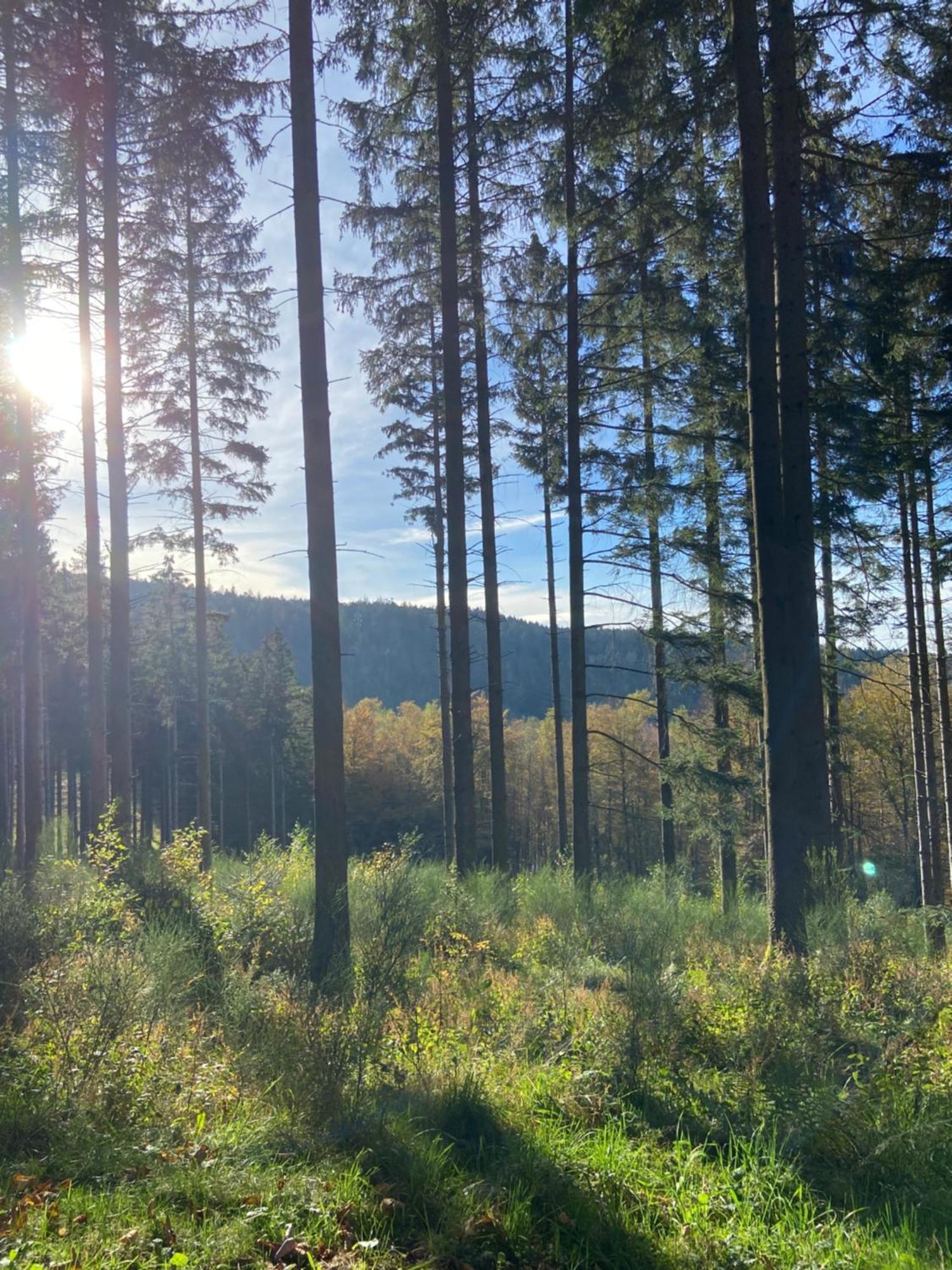 Chalet Authentique Au Calme, En Lisiere De Foret, Montagne, Sentiers 15Mn Gerardmer & Alsace "Chalet Mon Beau Sapin" Anould Екстериор снимка