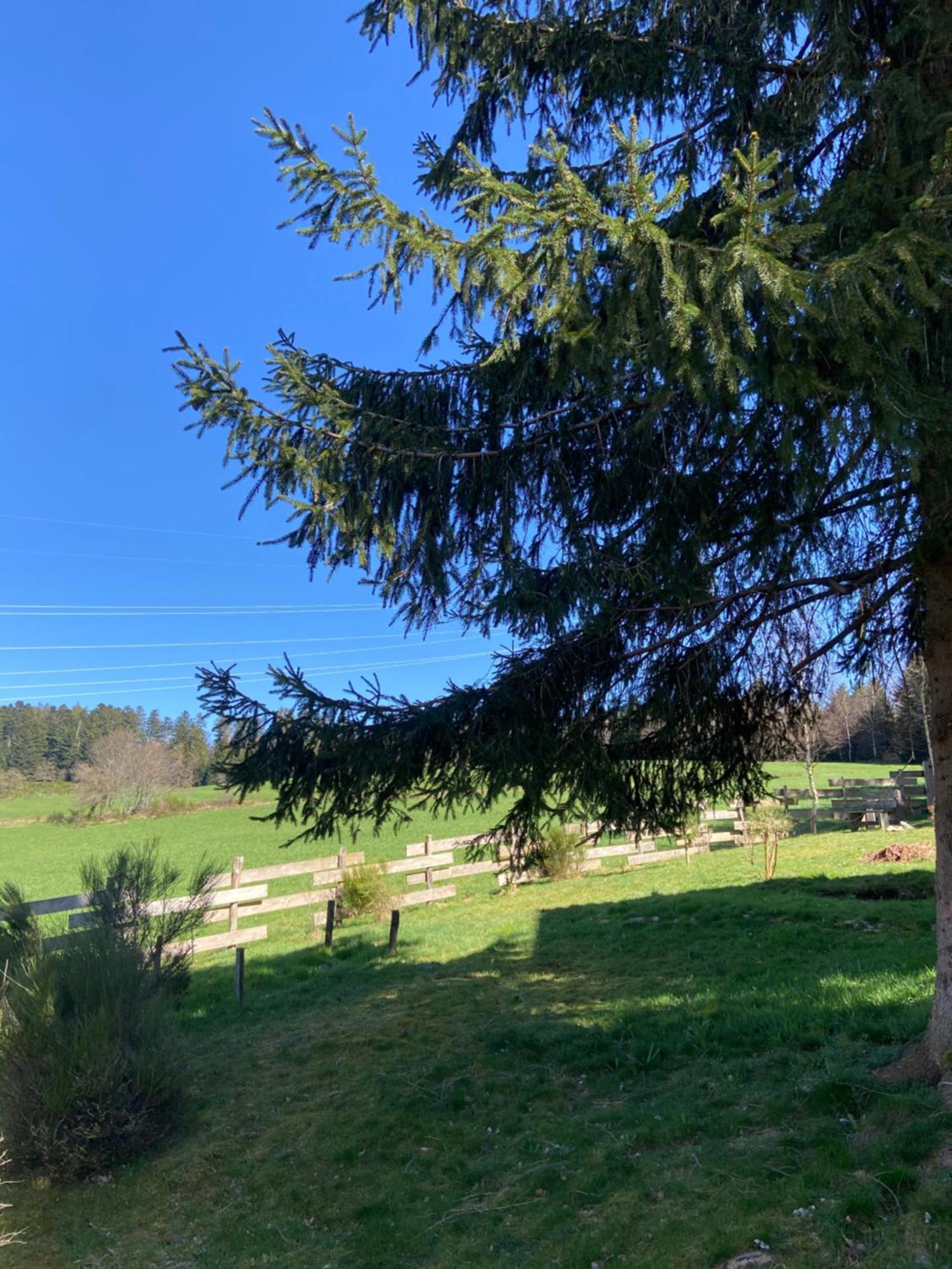 Chalet Authentique Au Calme, En Lisiere De Foret, Montagne, Sentiers 15Mn Gerardmer & Alsace "Chalet Mon Beau Sapin" Anould Екстериор снимка
